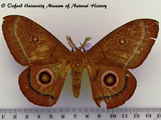 Bunaeopsis licharbas